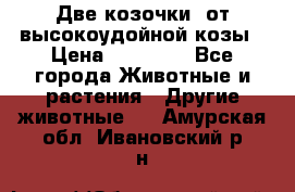 Две козочки  от высокоудойной козы › Цена ­ 20 000 - Все города Животные и растения » Другие животные   . Амурская обл.,Ивановский р-н